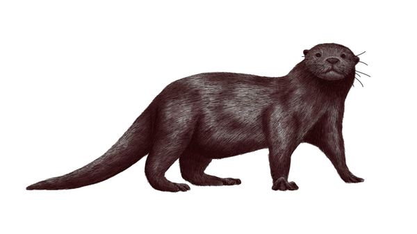 Reconstruction of Enhydriodon omoensis - Sputnik International