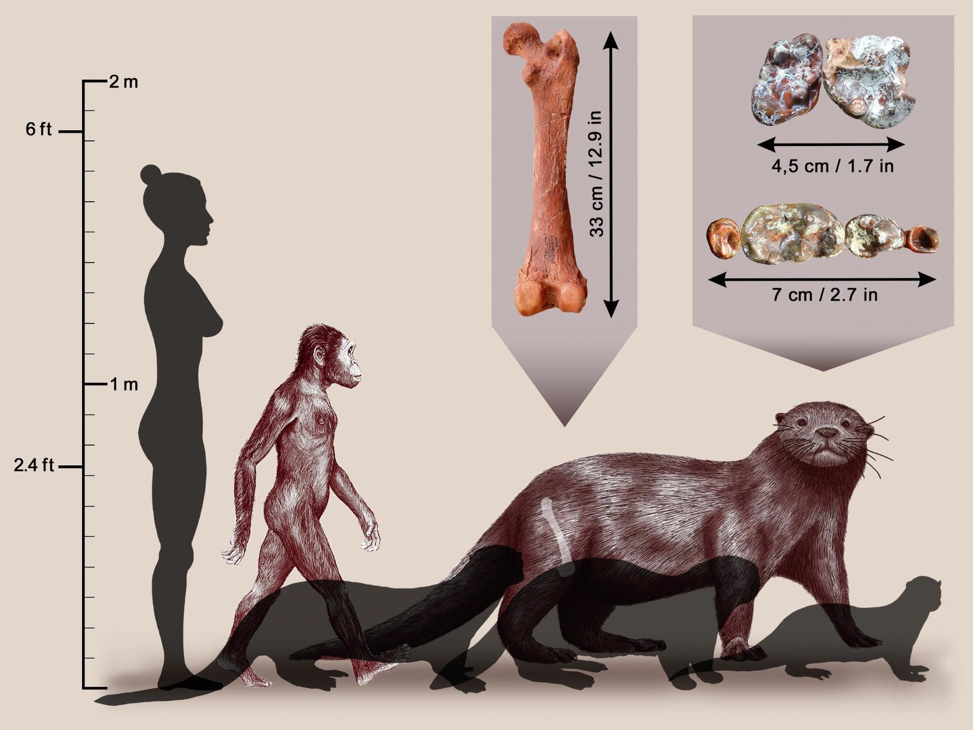 Reconstruction of Enhydriodon omoensis (in background), compared with three current species, left to right: the South American giant otter; the sea otter; and an African otter. An australopithecine and a modern human shown here for size comparison. The femur and dental remains of Enhydriodon omoensis are shown in insets Reconstruction of Enhydriodon omoensis (in background), compared with three current species, left to right: the South American giant otter; the sea otter; and an African otter. An australopithecine and a modern human shown here for size comparison. The femur and dental remains of Enhydriodon omoensis are shown in insets - Sputnik International, 1920, 14.09.2022