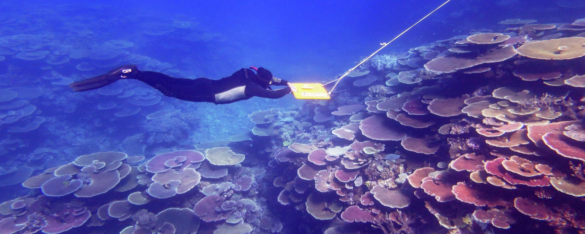 A diver is towed as part of the Great Barrier Reef monitoring program - Sputnik International, 1920, 16.09.2022
