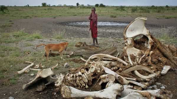 FILE - In this Wednesday, Feb. 13, 2013 file photo, a Maasai boy and his dog stand near the skeleton of an elephant killed by poachers outside of Arusha, Tanzania. Investigators who collected DNA from the tusks of slain elephants and painstakingly looked for matches in the vast African continent have identified two large areas where the slaughter has been occurring on an industrial scale, Tanzania in the east and a cross-border region encompassing several nations in the central-western part of Africa, according to a study published on Thursday, June 18, 2015. (AP Photo/Jason Straziuso, File) - Sputnik International