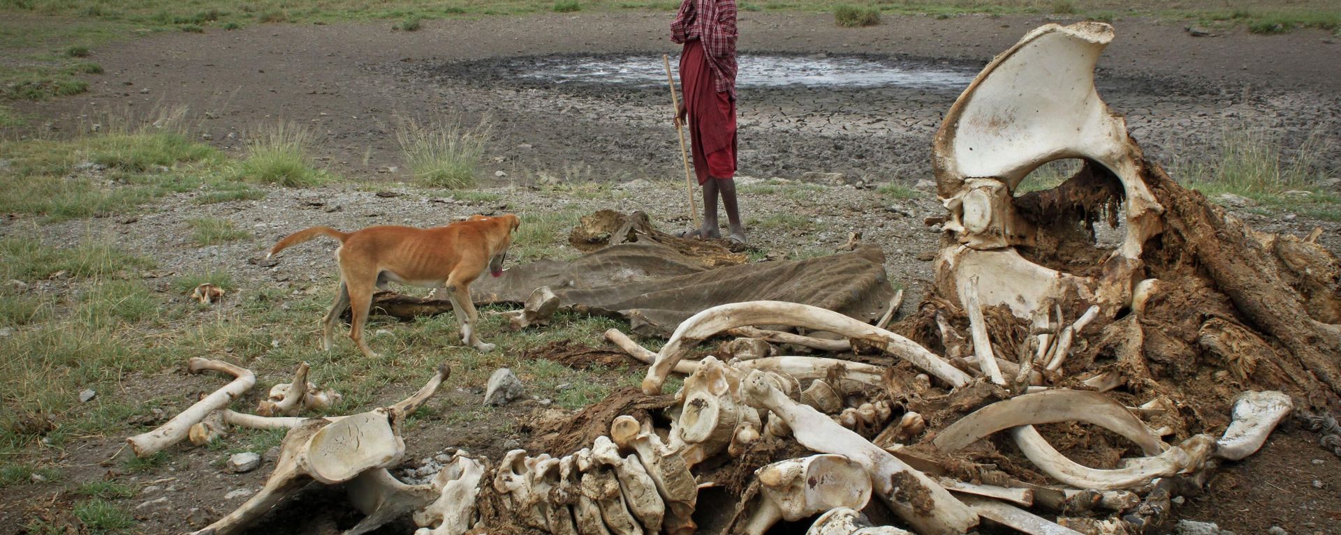 FILE - In this Wednesday, Feb. 13, 2013 file photo, a Maasai boy and his dog stand near the skeleton of an elephant killed by poachers outside of Arusha, Tanzania. Investigators who collected DNA from the tusks of slain elephants and painstakingly looked for matches in the vast African continent have identified two large areas where the slaughter has been occurring on an industrial scale, Tanzania in the east and a cross-border region encompassing several nations in the central-western part of Africa, according to a study published on Thursday, June 18, 2015. (AP Photo/Jason Straziuso, File) FILE - In this Wednesday, Feb. 13, 2013 file photo, a Maasai boy and his dog stand near the skeleton of an elephant killed by poachers outside of Arusha, Tanzania. Investigators who collected DNA from the tusks of slain elephants and painstakingly looked for matches in the vast African continent have identified two large areas where the slaughter has been occurring on an industrial scale, Tanzania in the east and a cross-border region encompassing several nations in the central-western part of Africa, according to a study published on Thursday, June 18, 2015. (AP Photo/Jason Straziuso, File) - Sputnik International, 1920, 17.09.2022