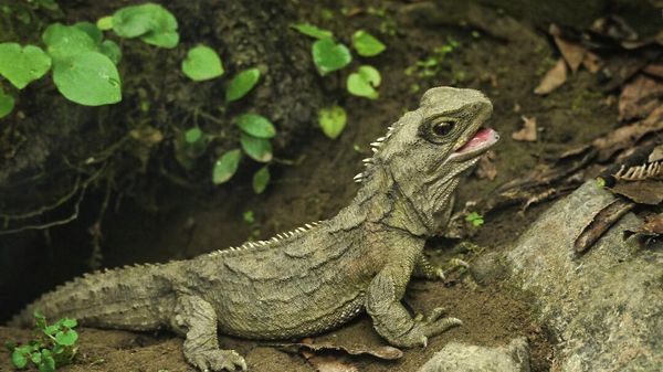 Tuatara - Sputnik International