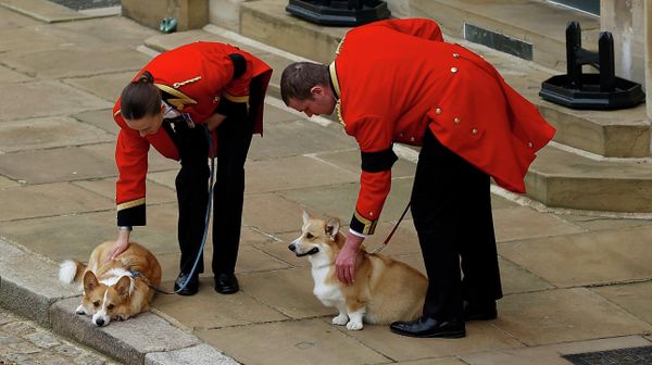 The royal corgis await the cortege on the day of the state funeral and burial of Britain's Queen Elizabeth - Sputnik International