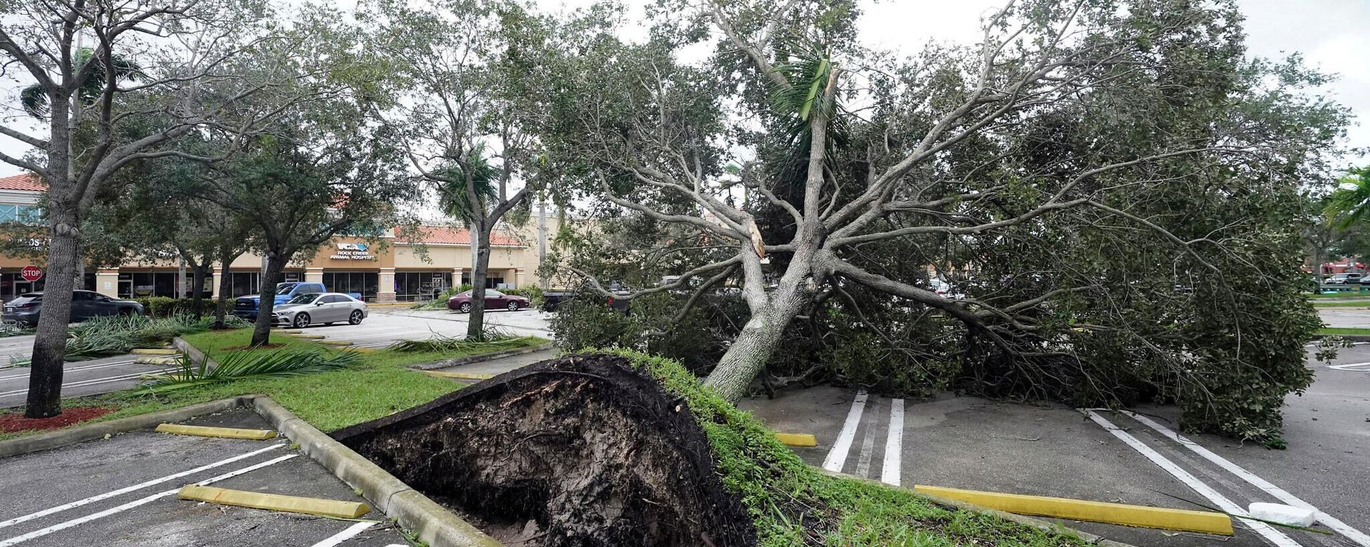 An uprooted tree, toppled by strong winds from the outer bands of Hurricane Ian, rests in a parking lot of a shopping center, Wednesday, Sept. 28, 2022, in Cooper City, Fla. An uprooted tree, toppled by strong winds from the outer bands of Hurricane Ian, rests in a parking lot of a shopping center, Wednesday, Sept. 28, 2022, in Cooper City, Fla. - Sputnik International, 1920, 29.09.2022