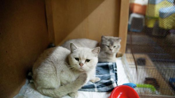 Pets rescued from Mariupol by Forgotten hearts animal shelter's owner - Sputnik International
