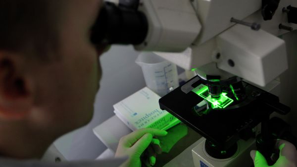 A research team  member looks through a microscope of bacteria use for producing anti-body against malaria at Westminster University in London. - Sputnik International