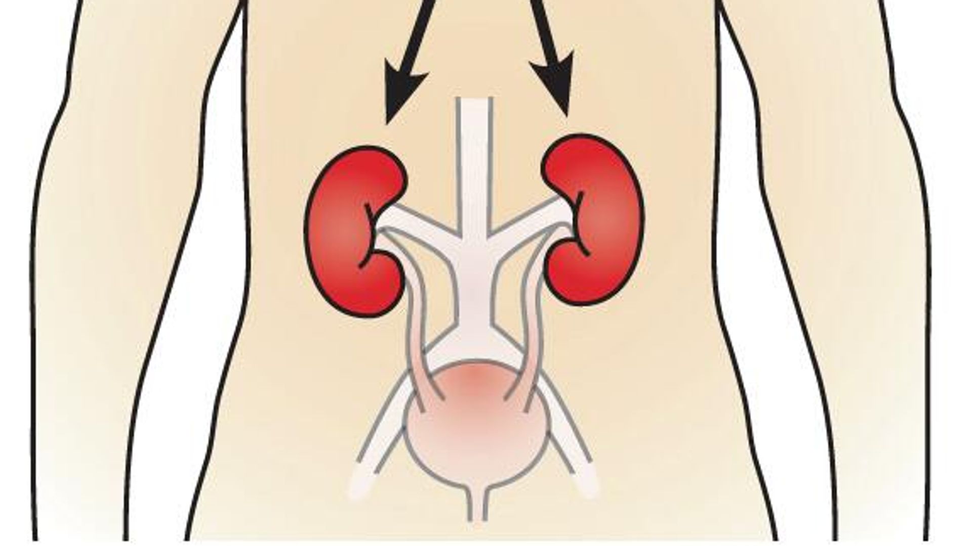 Diagram of male figure with the kidneys labeled. Diagram of male figure with the kidneys labeled. - Sputnik International, 1920, 10.10.2022