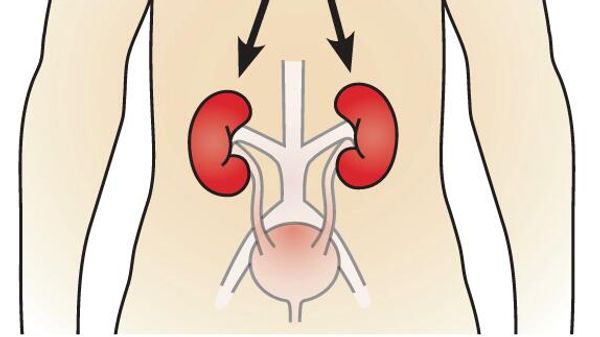 Diagram of male figure with the kidneys labeled. - Sputnik International