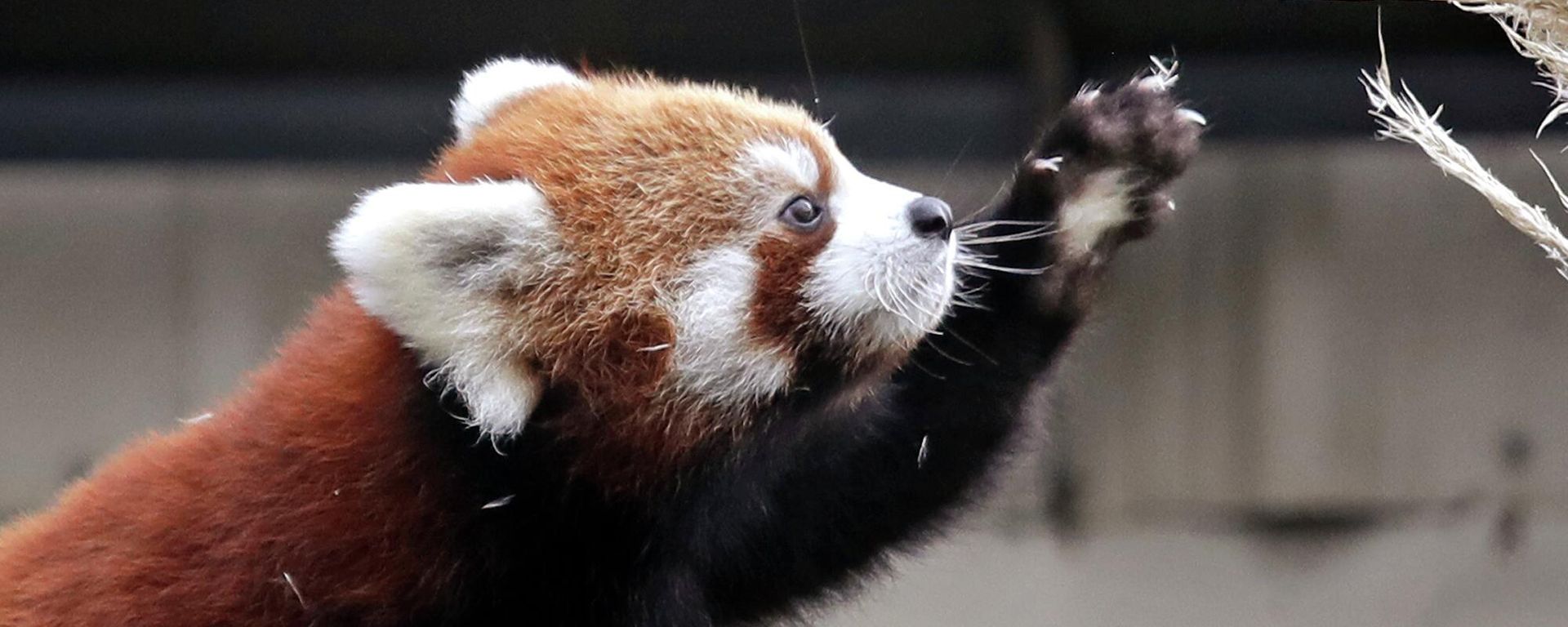 Red panda cub Ila extends her claws as she reaches toward a plant in a temporary outdoor enclosure she shares with her sister and mother during a media preview of the animals at the Woodland Park Zoo Wednesday, Nov. 14, 2018, in Seattle. Red panda cub Ila extends her claws as she reaches toward a plant in a temporary outdoor enclosure she shares with her sister and mother during a media preview of the animals at the Woodland Park Zoo Wednesday, Nov. 14, 2018, in Seattle. - Sputnik International, 1920, 11.10.2022