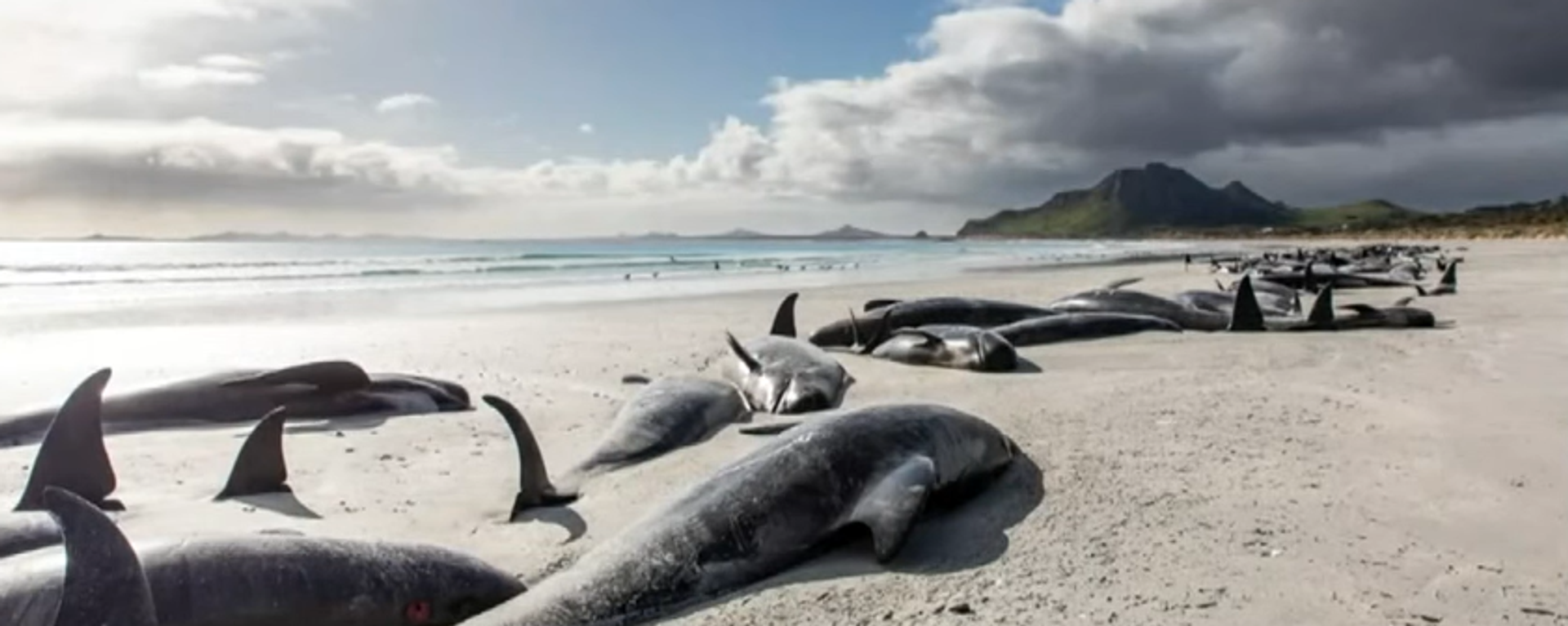 Beached pilot whale - Sputnik International, 1920, 28.07.2023