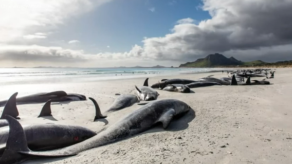 Beached pilot whale - Sputnik International