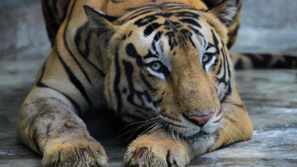 A Royal Bengal tiger rests at its enclosure at the Alipore zoo in Kolkata, India, Monday, July 29, 2019. - Sputnik International