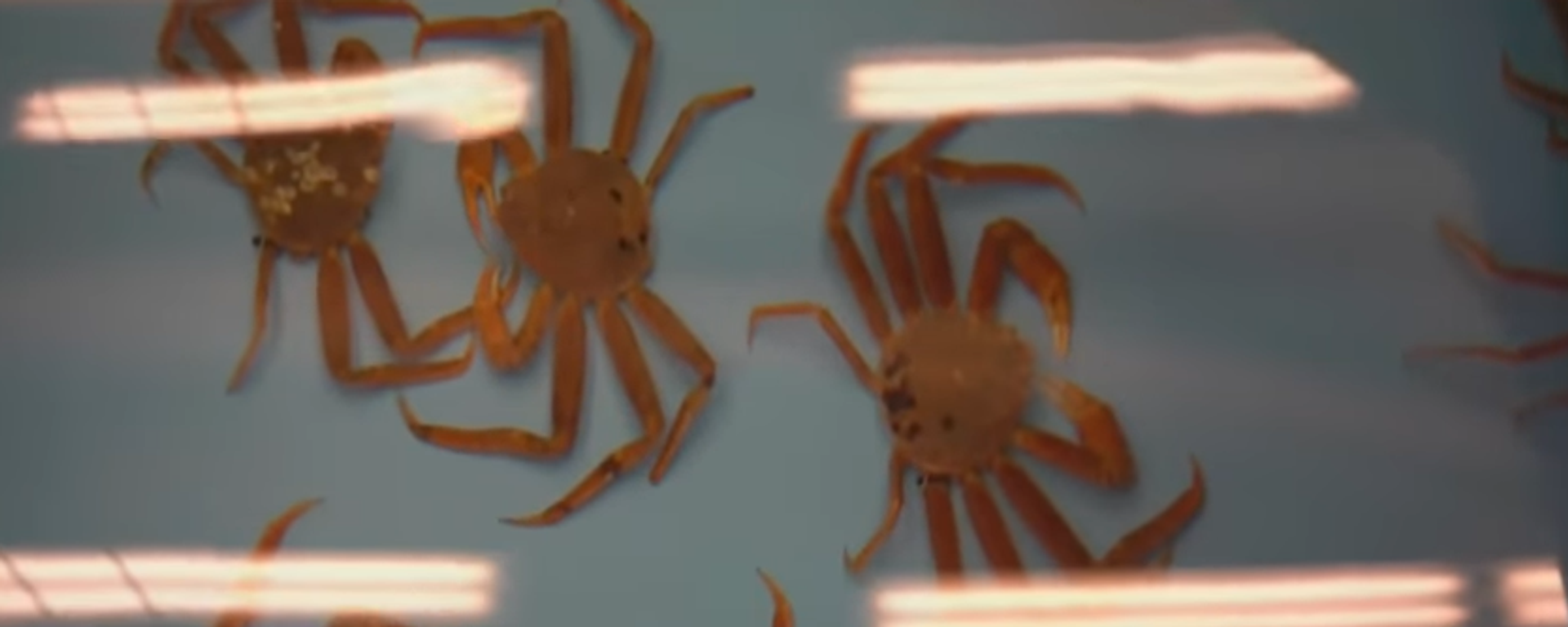 Alaska Snow Crab - Sputnik International, 1920, 15.10.2022