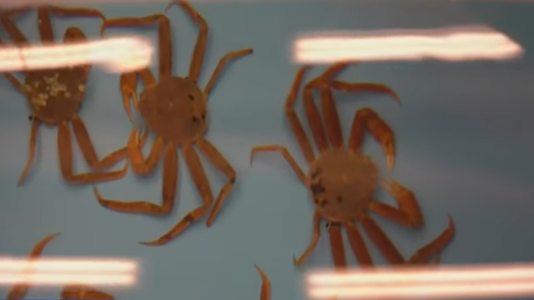 Alaska Snow Crab - Sputnik International