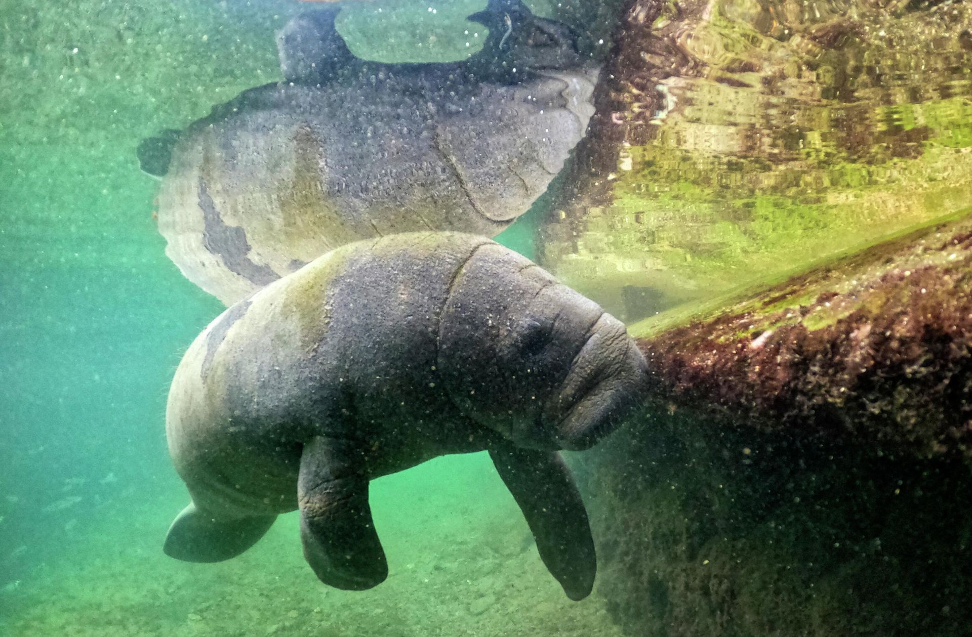 An orphan baby manatee - Sputnik International, 1920, 19.10.2022