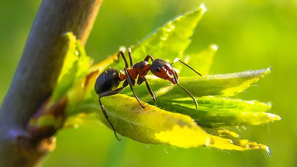 Ant - Sputnik International