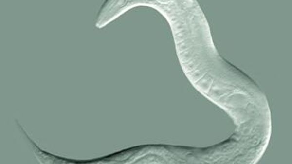 Caenorhabditis elegans, adult hermaphrodite - Sputnik International