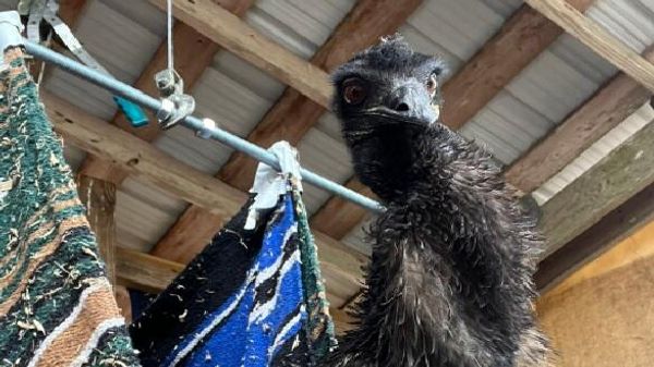 Emmanuel the emu - Sputnik International
