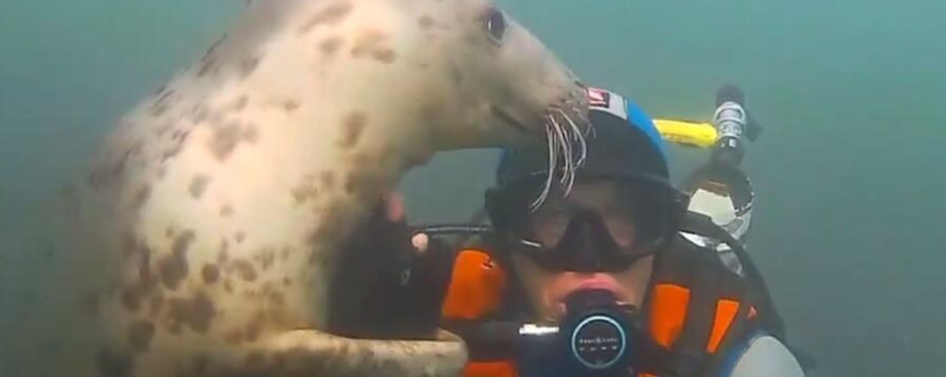 A seal and a diver - Sputnik International, 1920, 29.10.2022