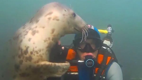 A seal and a diver - Sputnik International