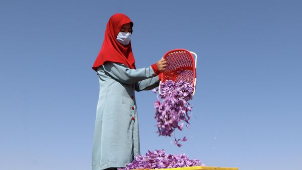 An Afghan woman harvests saffron flowers in a field on the outskirts of Herat province on October 31, 2022. - Sputnik International