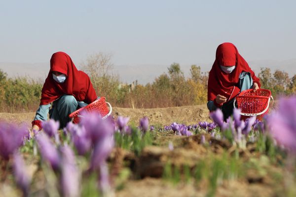 Afghan women harvest saffron flowers in a field on the outskirts of Herat province on October 31, 2022 - Sputnik International