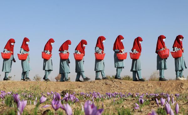 Afghan women carry baskets of saffron flowers in a field on the outskirts of Herat province on October 31, 2022. - Sputnik International