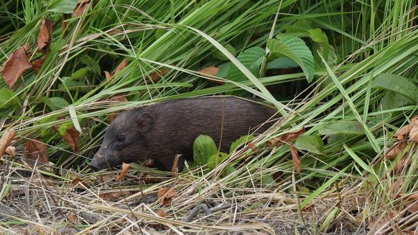 A captive-bred pygmy hog, an endangered species and the world's rarest and smallest wild pigs, comes out of a temporary enclosure during its release along with three other pygmy hogs into the wild at Manas National Park, some 146 km from Guwahati on June 26, 2021. - Sputnik International