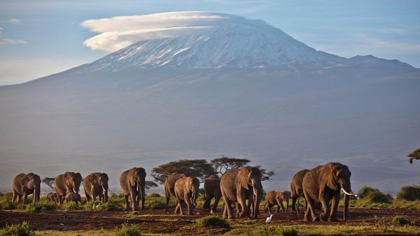 A herd of adult and baby elephants walks in the dawn light as the highest mountain in Africa, Tanzania's Mount Kilimanjaro, is seen in the background, in Amboseli National Park, southern Kenya on Monday Dec.17, 2012. - Sputnik International