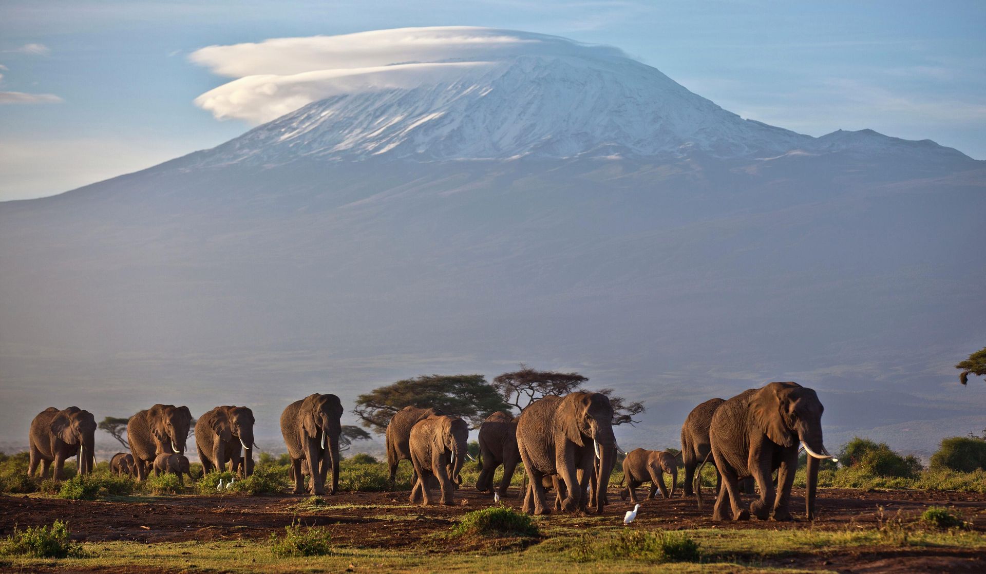 A herd of adult and baby elephants walks in the dawn light as the highest mountain in Africa, Tanzania's Mount Kilimanjaro, is seen in the background, in Amboseli National Park, southern Kenya on Monday Dec.17, 2012. - Sputnik International, 1920, 25.11.2022