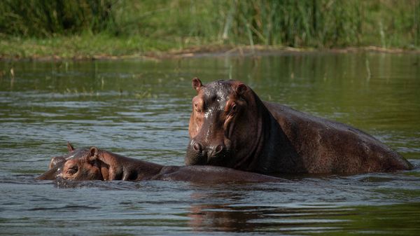 A pair of hippopotamuses cool off in the Nile river near the waterfalls in Murchison Falls National Park, northwest Uganda, on Feb. 21, 2020. - Sputnik International