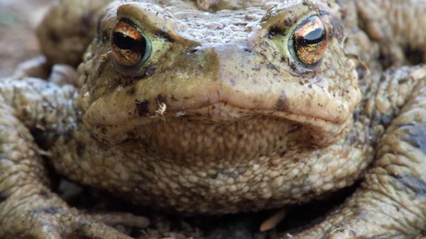 A picture taken on April 10, 2018 in the Mandelholz, northern Germany shows a common toad. - Sputnik International