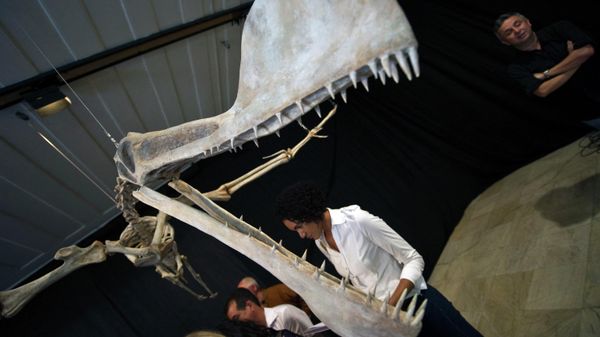 A replica of the fossil of a Pterosaur of the Tropeognathus Mesembrinus species is displayed at the National Museum of the Federal University of Rio de Janeiro, Brazil on March 20, 2013. - Sputnik International