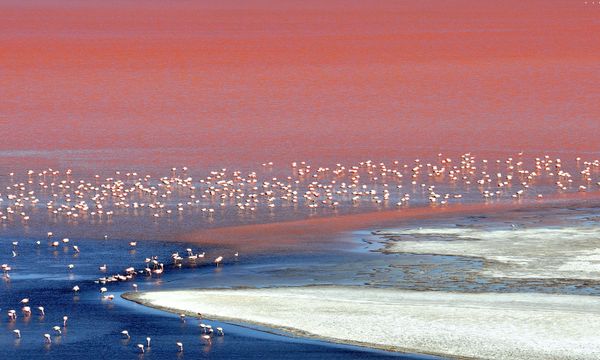 A large flock of flamingos are seen wading in Laguna Colorada located within the Eduardo Abaroa Andean National Fauna Reserve in the highlands of San Luis, near the border with Chile, in Bolivia's Uyuni salt flats. The Uyuni salt flats are estimated to contain 10 billion tons of salt - of which 25,000 tons are extracted every year - as well as 100 million tons of lithium, making it one of the largest global reserves of this mineral, according to state officials at the Bolivian Mining Corporation (COMIBOL). - Sputnik International