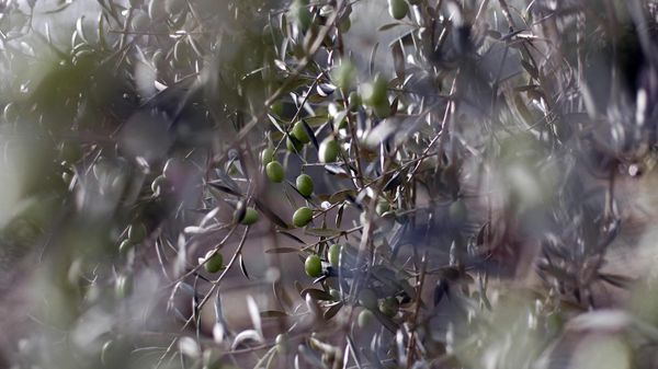 Olives are pictured during the harvest in the village Vallelunga, in the Island of Sicily, Italy, on Saturday, Nov. 6, 2010. - Sputnik International