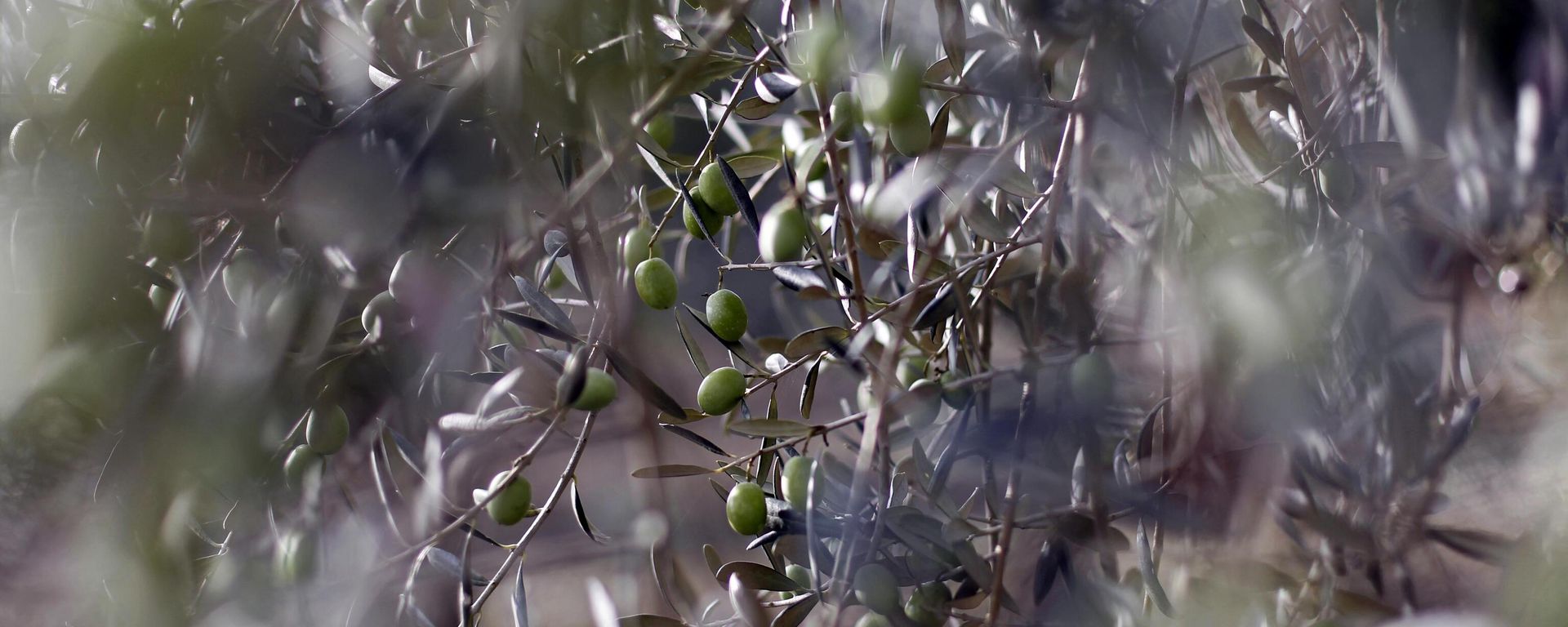 Olives are pictured during the harvest in the village Vallelunga, in the Island of Sicily, Italy, on Saturday, Nov. 6, 2010. Olives are pictured during the harvest in the village Vallelunga, in the Island of Sicily, Italy, on Saturday, Nov. 6, 2010. - Sputnik International, 1920, 12.11.2022