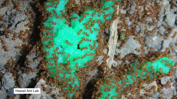 Tiny fire ants in Hawaii  - Sputnik International