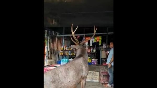 A sambar deer walked into a tea shop in Kerala, India - Sputnik International