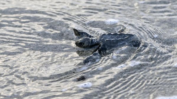 An Olive ridley turtle (Lepidochelys olivacea), also known as Lora turtle, heads to the sea after being released on the beach of Punta Chame, some 100 km south of Panama City, on November 13, 2022. - Sputnik International