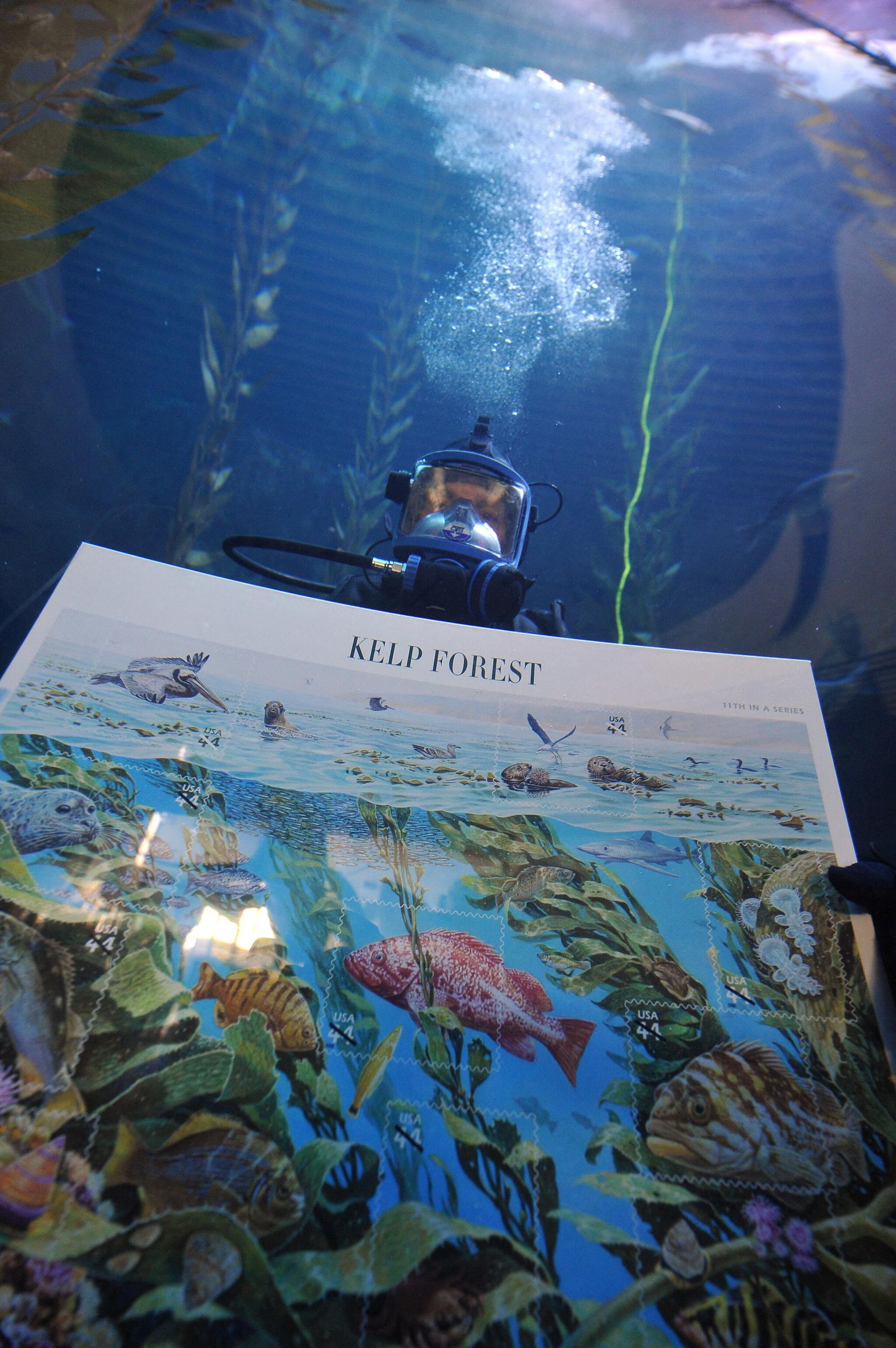 A diver displays the US Postal Service’s newest 44-cent First-Class postage stamps called Nature of America: Kelp Forest.  - Sputnik International, 1920, 19.11.2022