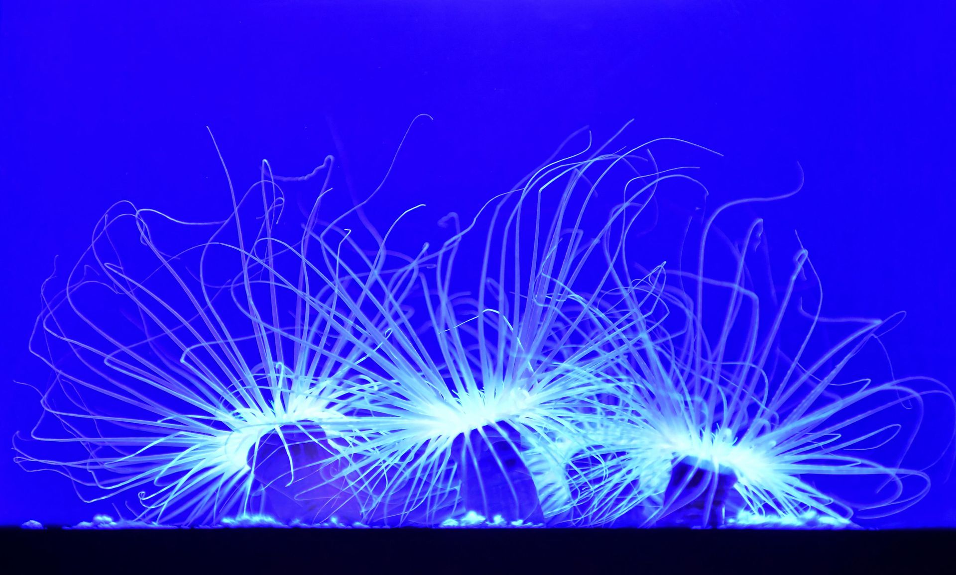 Tube-dwelling Anemones, a solitary creature living buried in soft sediments, seen at the Aquarium of the Pacific in Long Beach, California on May 27, 2021. - Sputnik International, 1920, 19.11.2022