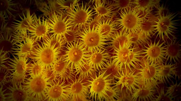 Parazoanthus Axinellae known as Yellow cluster anemones. - Sputnik International