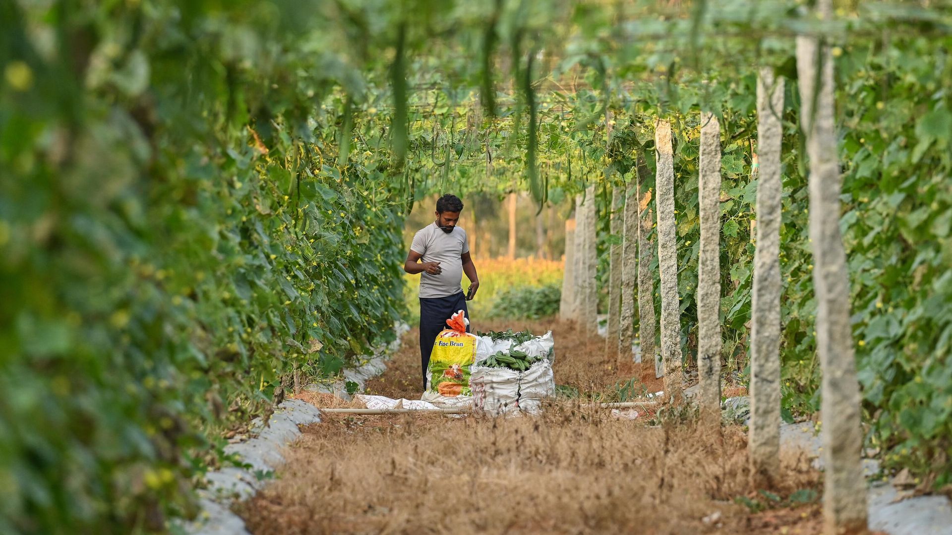 A farmer harvests ridge gourd at a farm on the outskirts of Bengaluru on November 18, 2022 A farmer harvests ridge gourd at a farm on the outskirts of Bengaluru on November 18, 2022 - Sputnik International, 1920, 26.11.2022
