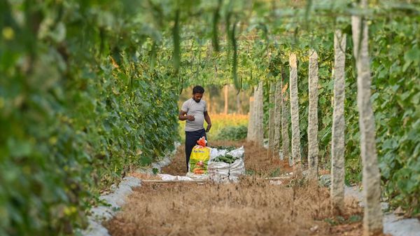 A farmer harvests ridge gourd at a farm on the outskirts of Bengaluru on November 18, 2022 - Sputnik International