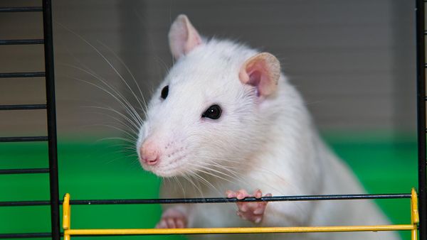 A rat - Sputnik International