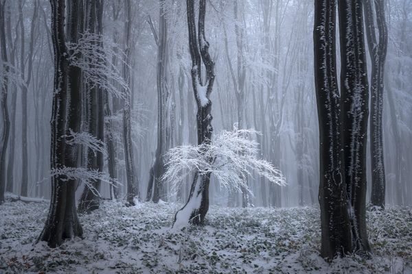 Ice tree image by Chinese photographer Tony Wang, who won second place in the 9th International Landscape Photographer of the Year competition. - Sputnik International