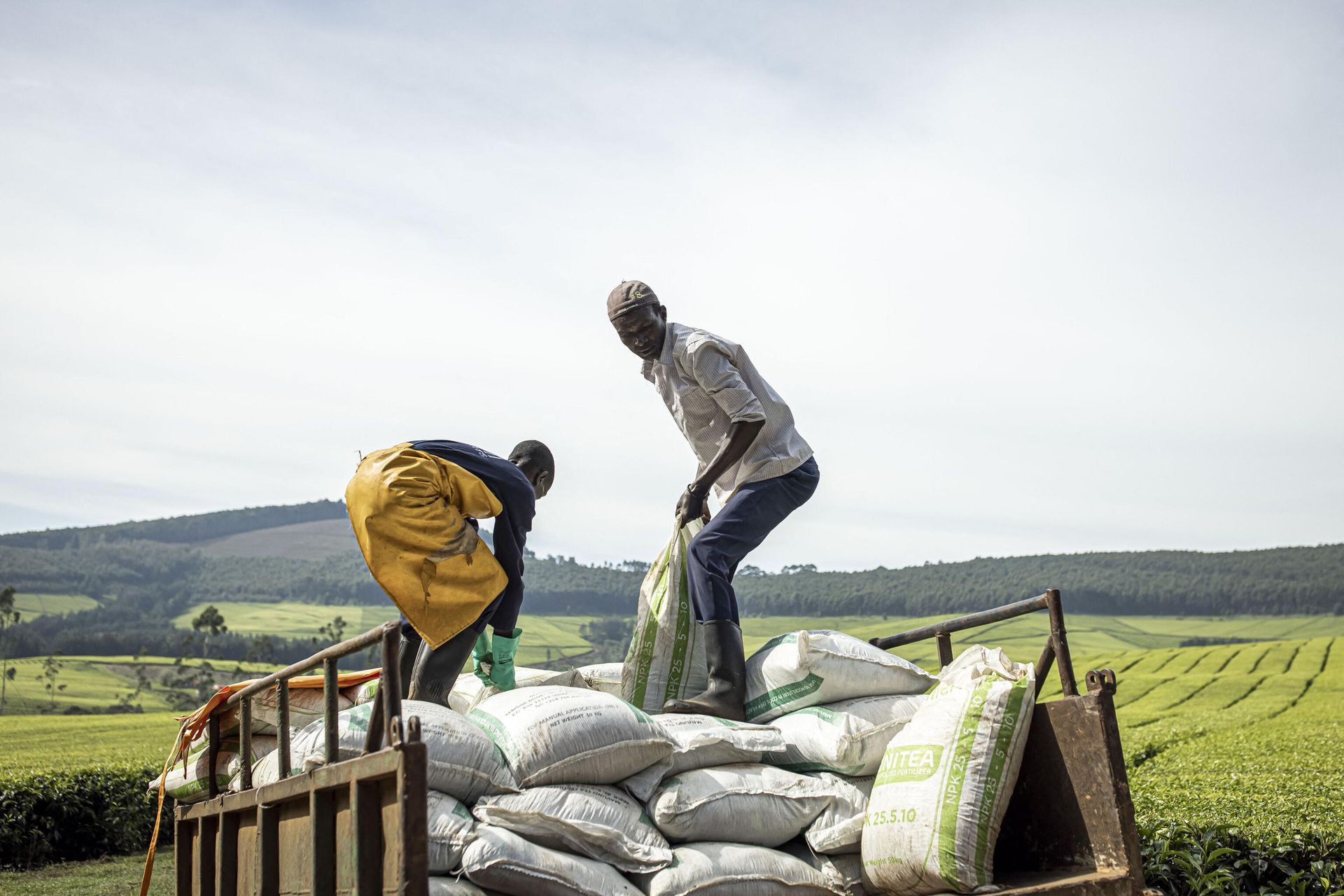 Sasini employees unload bags of fertilizer from a truck at Kipkebe Tea Estate at Kipkebe Tea Estate in Musereita on October 21, 2022. - Sputnik International, 1920, 16.12.2022
