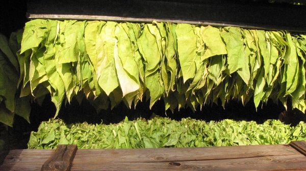 Tobacco leaves - Sputnik International