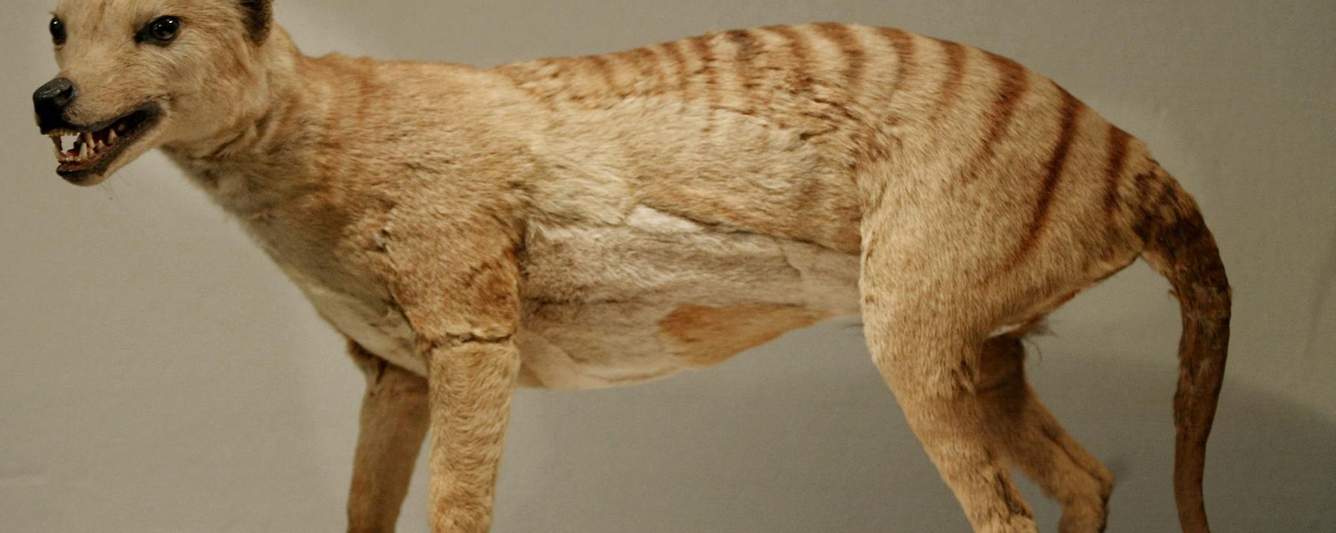 A Tasmanian tiger (Thylacine), which was declared extinct in 1936, is displayed at the Australian Museum in Sydney, 25 May 2002. A Tasmanian tiger (Thylacine), which was declared extinct in 1936, is displayed at the Australian Museum in Sydney, 25 May 2002. - Sputnik International, 1920, 05.12.2022