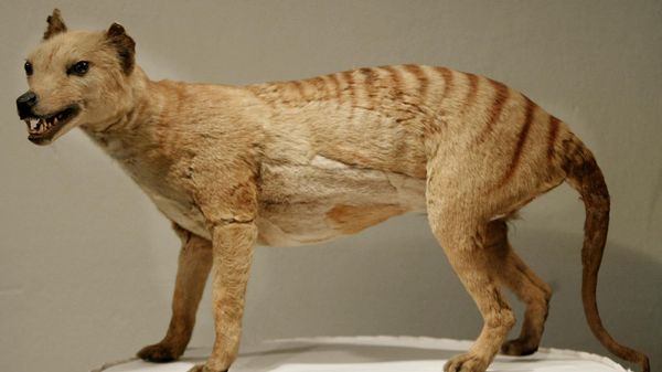 A Tasmanian tiger (Thylacine), which was declared extinct in 1936, is displayed at the Australian Museum in Sydney, 25 May 2002.   - Sputnik International